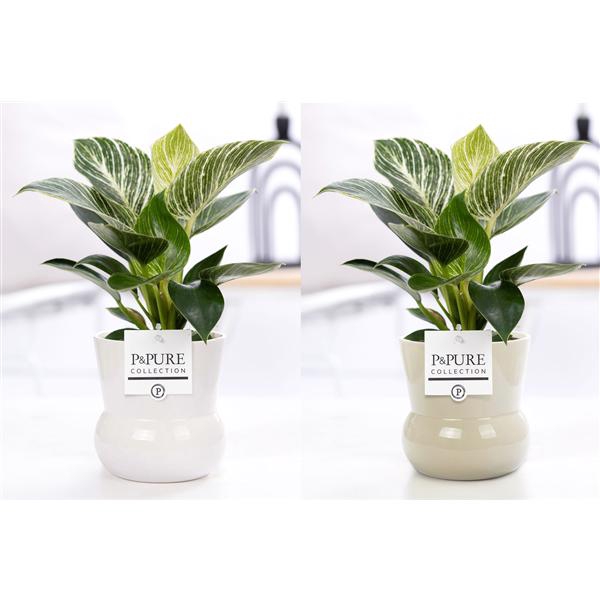 <h4>Philodendron White Wave in P&PURE Plant Vase Maxima ass.2</h4>