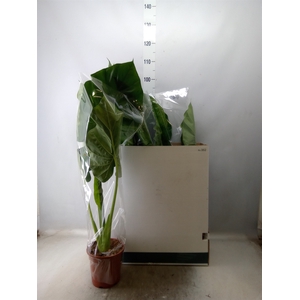 Alocasia macrorrhiza