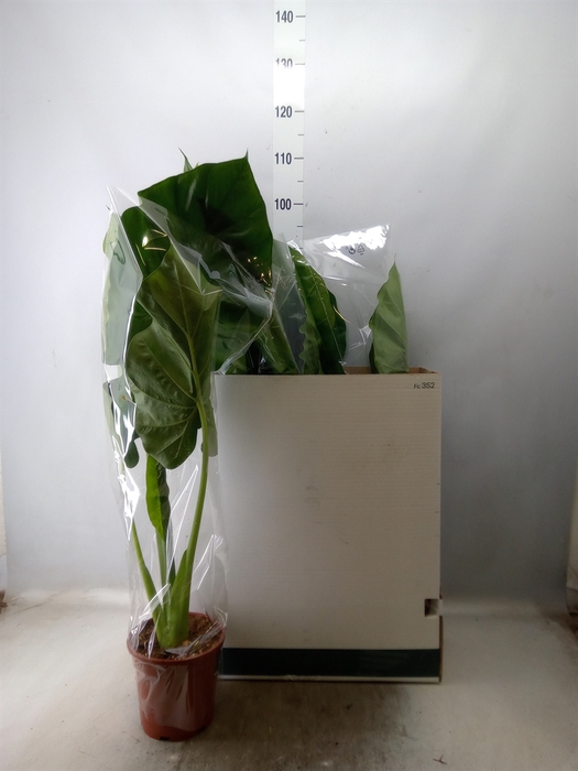 <h4>Alocasia macrorrhiza</h4>
