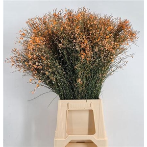 Genista 400gr Col Orange