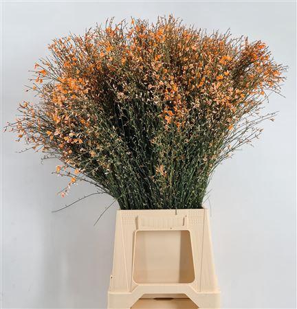 Genista 400gr Col Orange