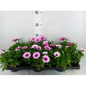 Osteospermum  'Margarita White'