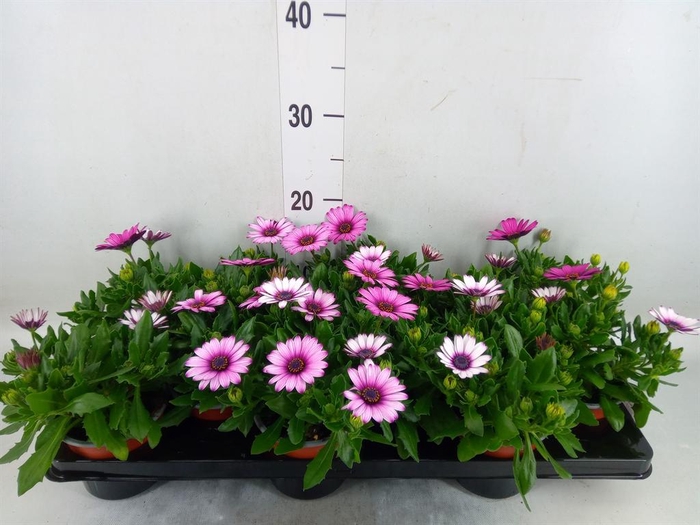 <h4>Osteospermum  'Margarita White'</h4>