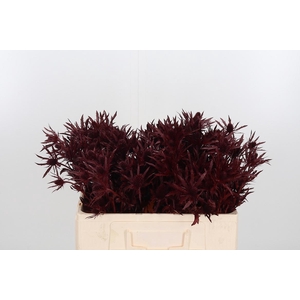 Eryn Orion Kl Bh Bordeaux