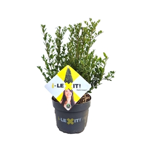 Ilex crenata Dark Green, P17, Struik 25-30cm