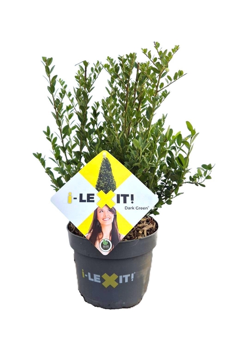<h4>Ilex crenata Dark Green, P17, Struik 25-30cm</h4>