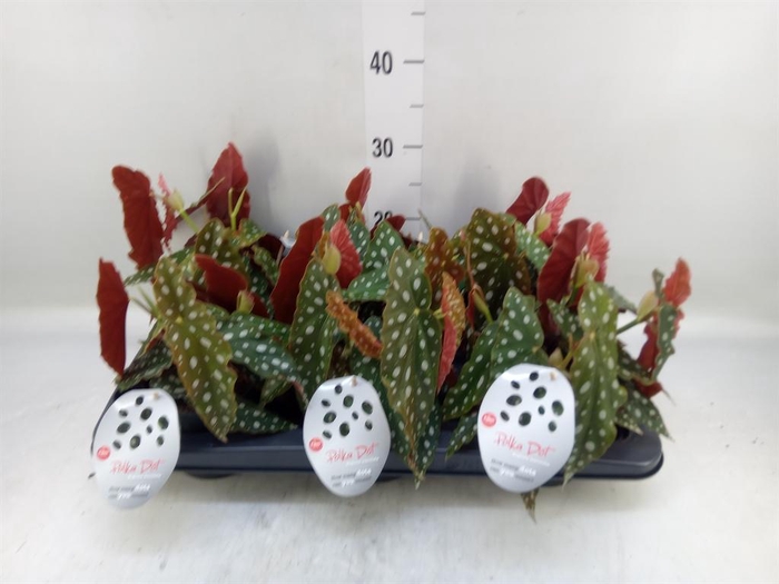 <h4>Begonia maculata</h4>