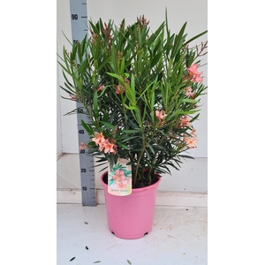 NERI OLEANDER