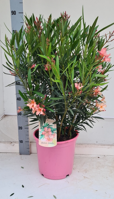 <h4>NERI OLEANDER</h4>