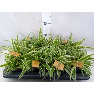 Chlorophytum com. 'Ocean'