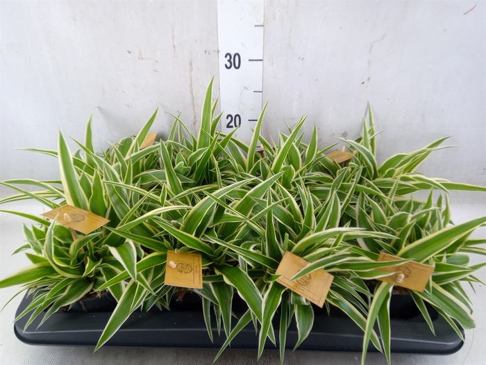 <h4>Chlorophytum com. 'Ocean'</h4>