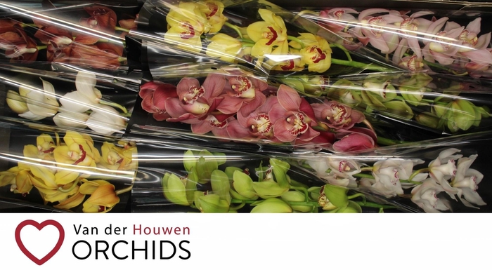 <h4>60 cm Gemengd..</h4>