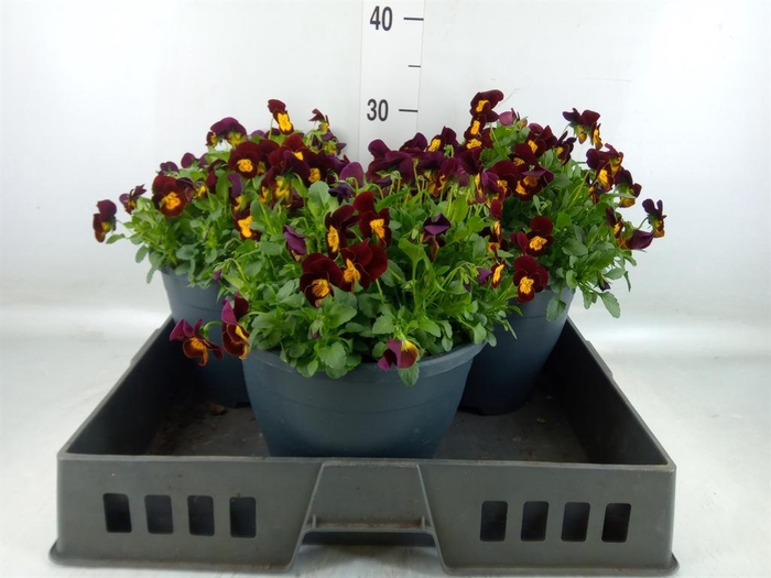 <h4>Viola corn. 'Patiola Tangarine'</h4>