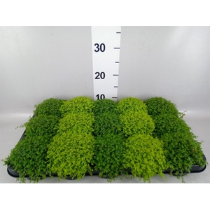 Soleirolia soleirolii   ...mix 2