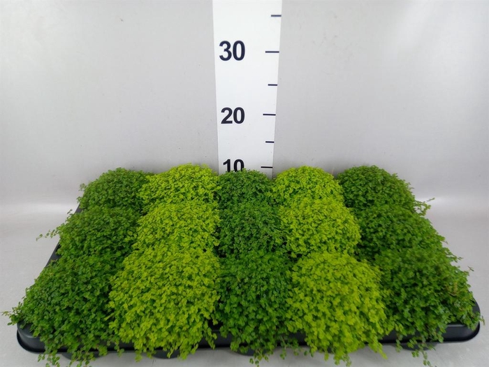 <h4>Soleirolia soleirolii   ...mix 2</h4>