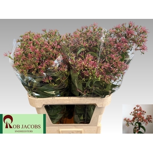 HEPTA M RO PINK STAR