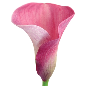 ZANTEDESCHIA 040 CM ROSA