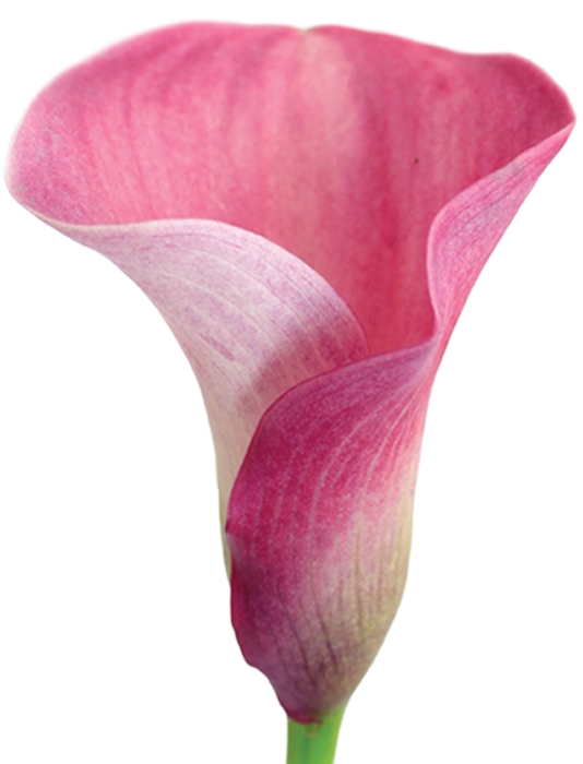 <h4>ZANTEDESCHIA 040 CM ROSA</h4>