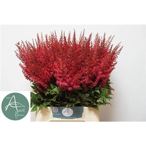 Astil Ar Paul Gaarde