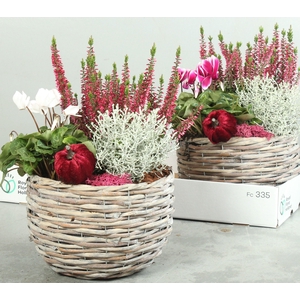 ARR TUINPLANTEN