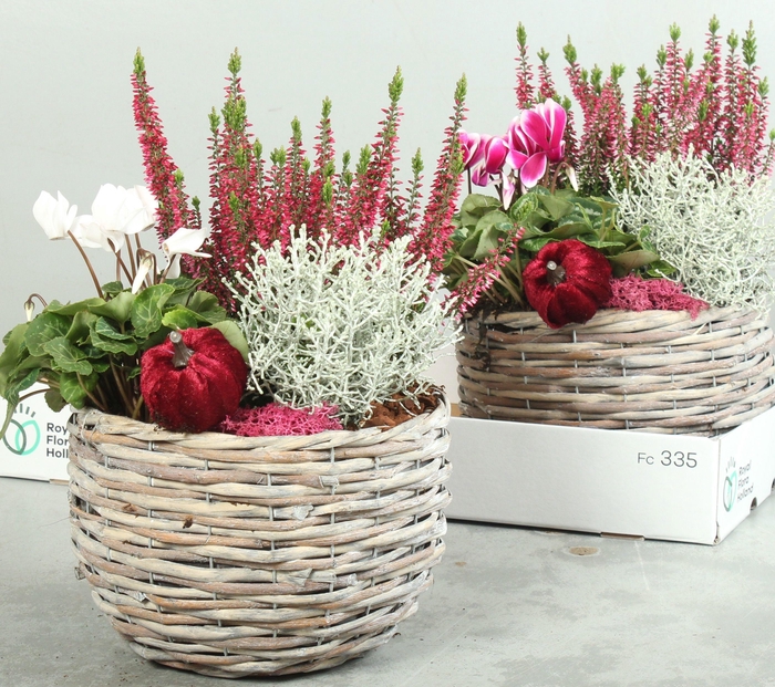 <h4>ARR TUINPLANTEN</h4>