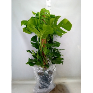 Monstera pertusum