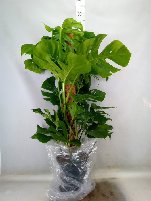 <h4>Monstera pertusum</h4>