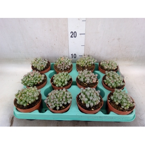 Succulents   ...