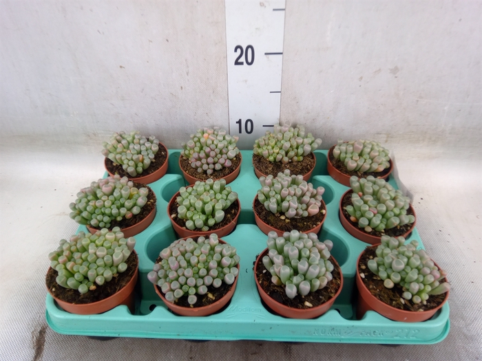 <h4>Succulents   ...</h4>