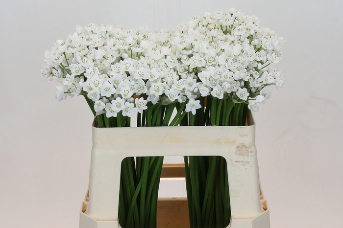 <h4>Allium Flocon</h4>