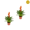 Vriesea 'Sparkle' oranje