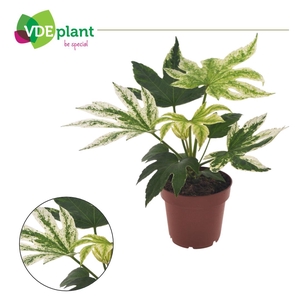 Fatsia Spider Web 12cm