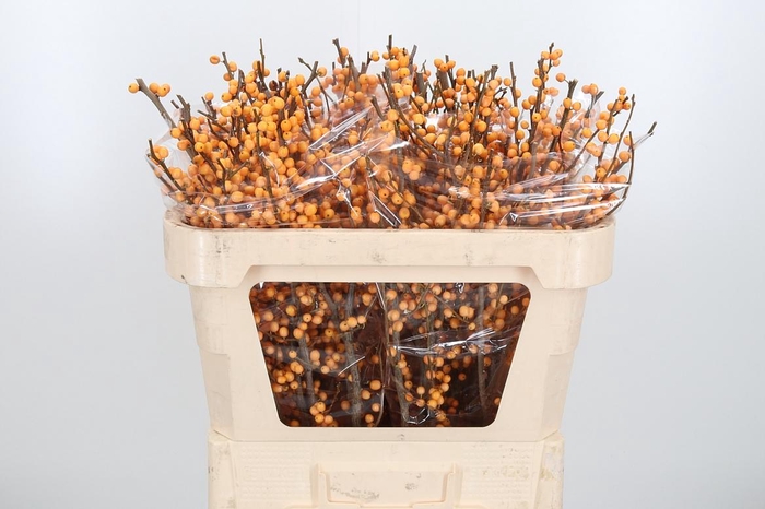 <h4>Ilex Golden Verboom</h4>