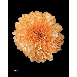 Chr S Cash Pastel Orange