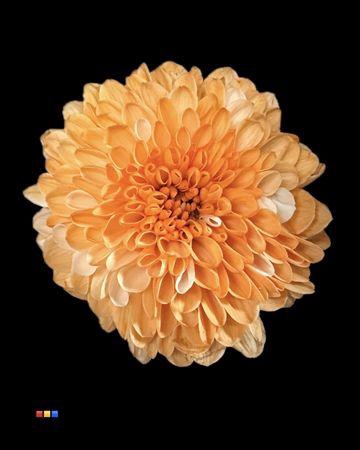 <h4>Chr S Cash Pastel Orange</h4>