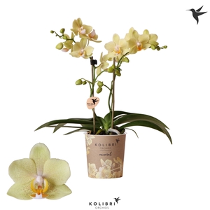 Phalaenopsis Multifloratypes Anthura Livorno