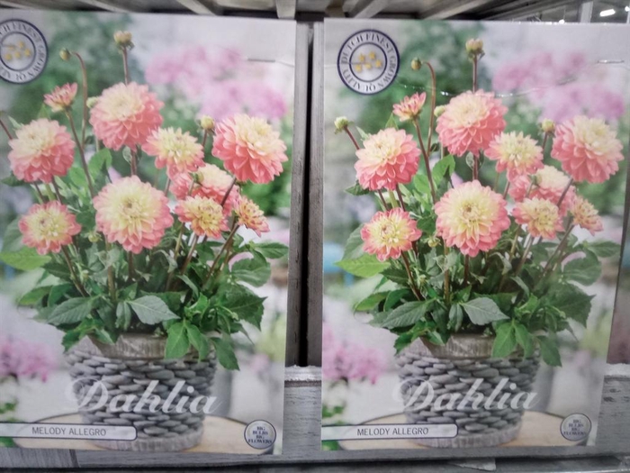 Dahlia   ...flowerbulbs