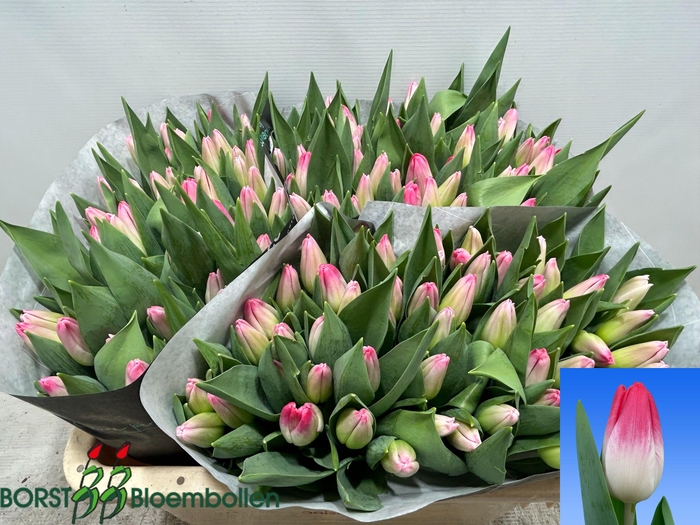 <h4>TU EN TRIGGER</h4>