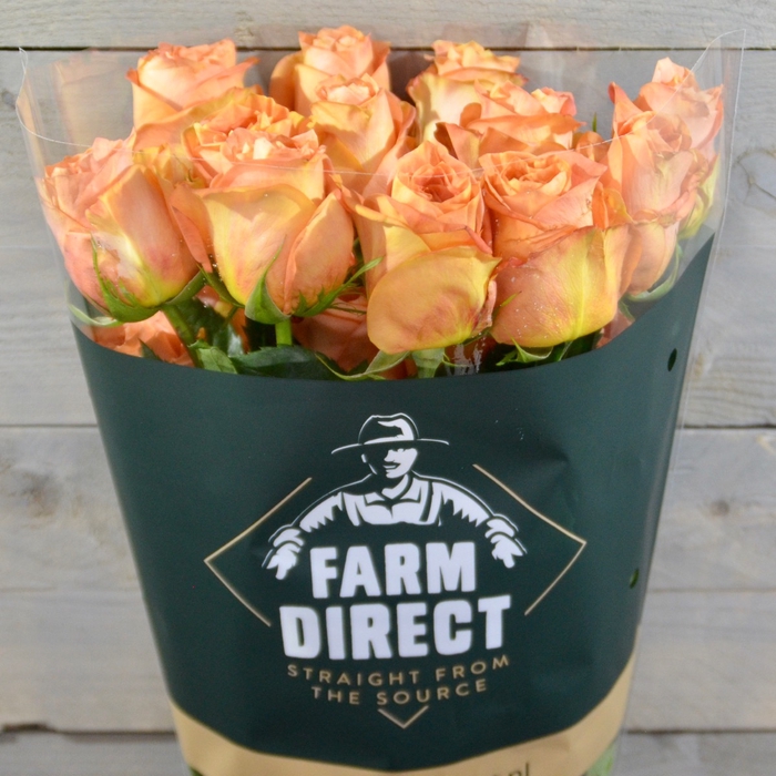 <h4>R Gr Wild Spirit</h4>