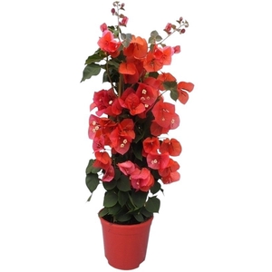 BOUGAINV DANIA