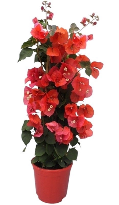<h4>BOUGAINV DANIA</h4>