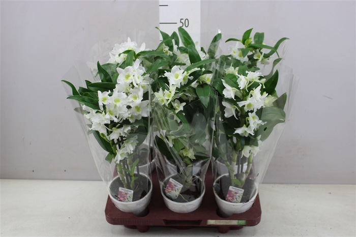 <h4>Dendrobium Nobilee Wit 3 Tak</h4>