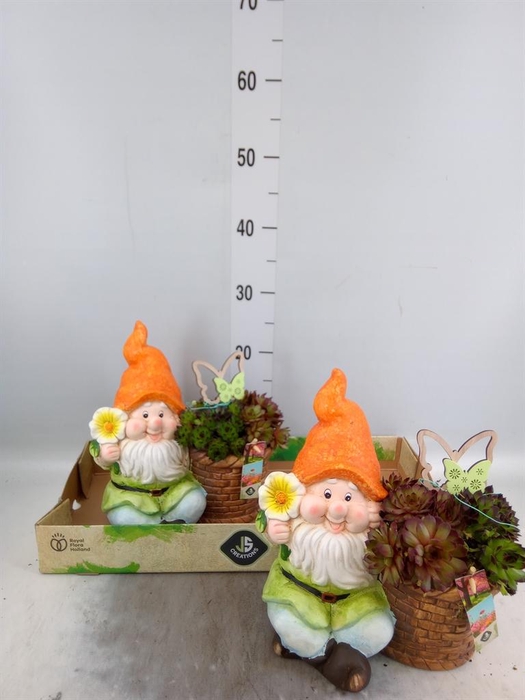 <h4>Arr.  Sempervivum L%</h4>