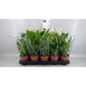 Spathiphyllum  'Alana'