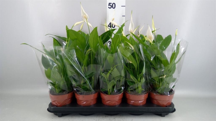 <h4>Spathiphyllum  'Alana'</h4>