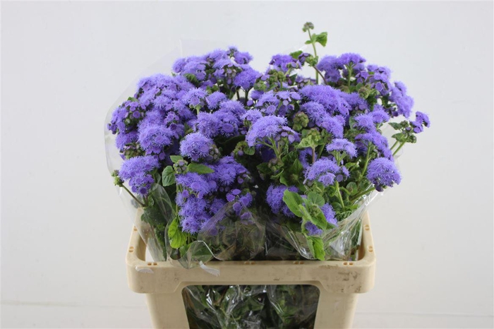 <h4>Ageratum Blue Planet</h4>
