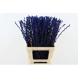 Salix Snowflake 70cm Blue