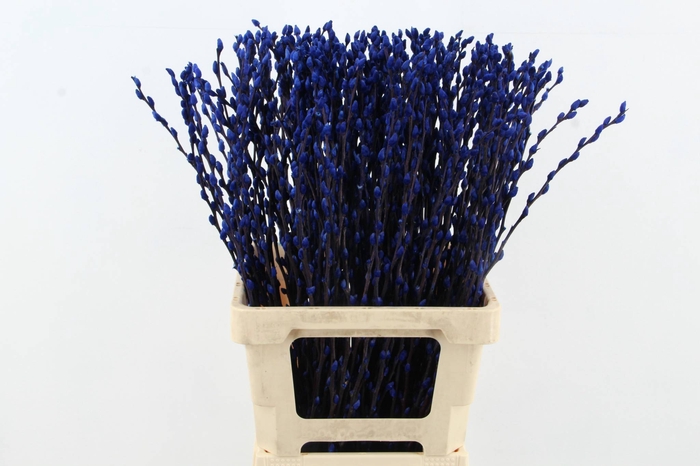 <h4>Salix Snowflake 70cm Blue</h4>