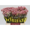 Blushing Bride Pink 2/5 Flowers