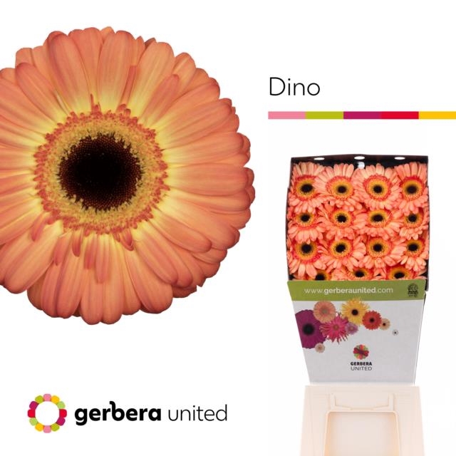 <h4>Gerbera diamond dino</h4>